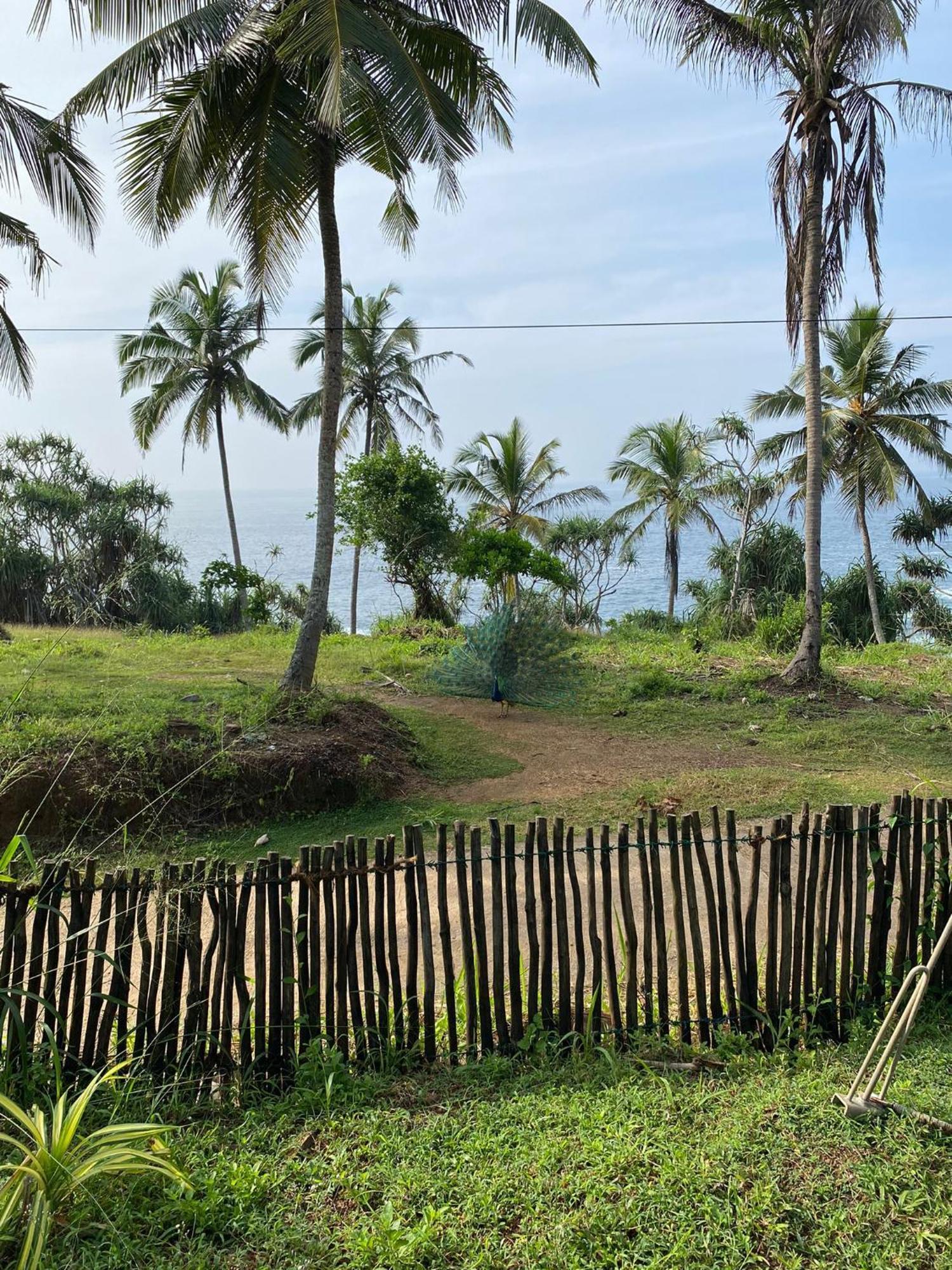 Tehan Homestay Dikwella Pokoj fotografie